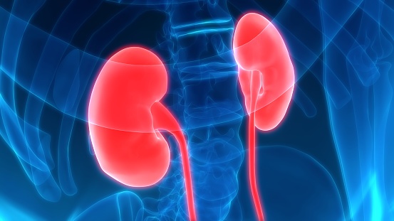 Living Donor Kidney Volume Predictive of Donor and Recipient Graft Function