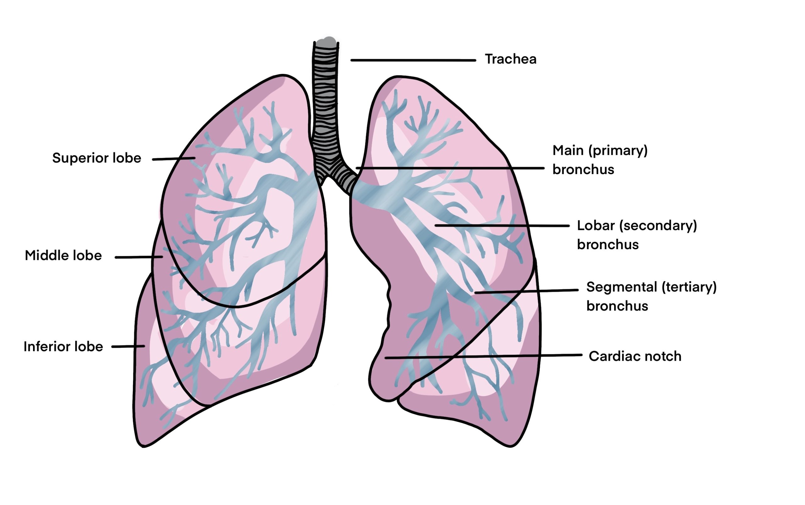 Sublobar Resection Versus Lobectomy in Lung Cancer | Docwire News