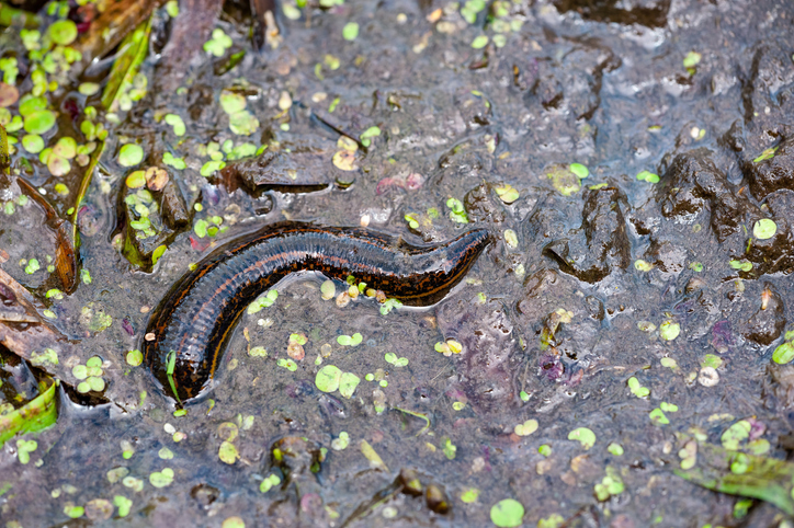 Can Leeches Spread Hepatitis B? New Research Says It's Unlikely