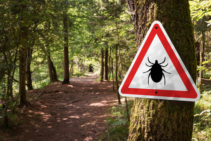 Piperacillin May Be a Promising Targeted Therapy for Lyme Disease