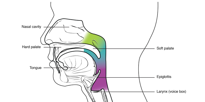 Auto-Segmentation Model for PSMA PET-Delineated Tubarial Glands | GU ...