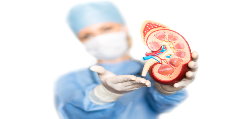 Simultaneous Optimization of Organ Transplant Rates, Urologic Cancer Outcomes