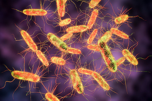 Salmonella Infection May Increase The Risk of Developing Colon Cancer